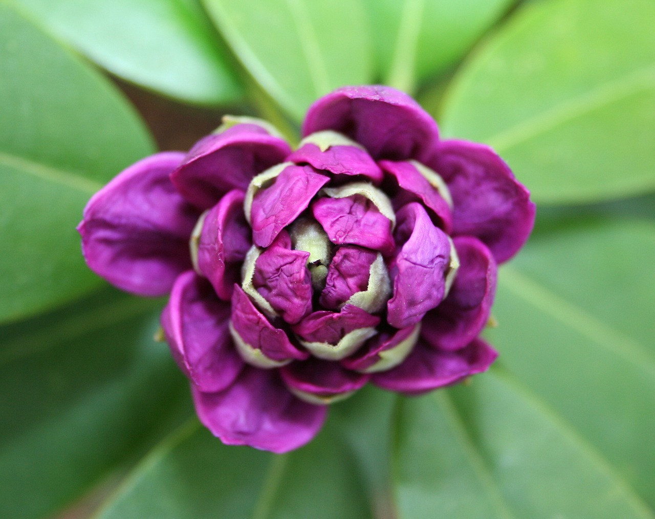 Best Plants for a Coastal Garden That Thrives